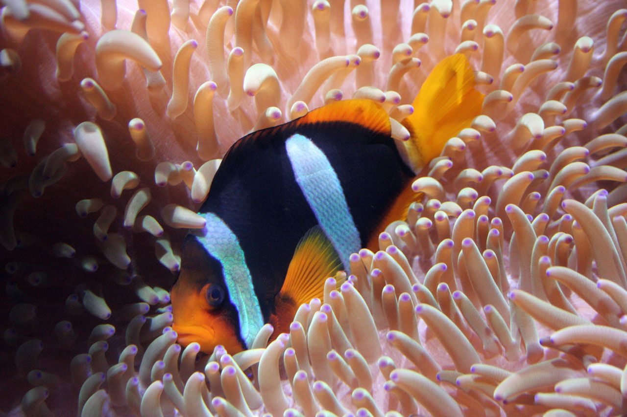 clown-fish-tropical-fish.jpeg